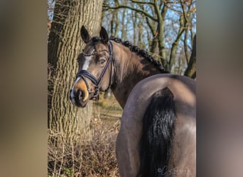 Pony tedesco, Castrone, 8 Anni, 148 cm, Pelle di daino