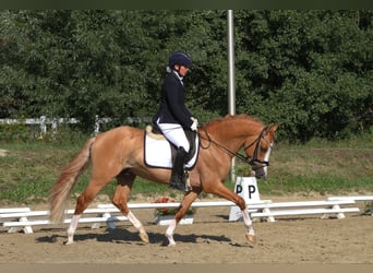 Pony tedesco, Castrone, 8 Anni, 148 cm, Red dun