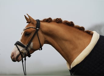 Pony tedesco, Castrone, 8 Anni, 148 cm, Red dun