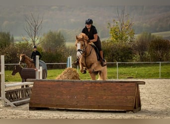 Pony tedesco, Castrone, 8 Anni, 148 cm, Red dun