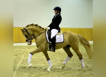 Pony tedesco, Castrone, 8 Anni, 148 cm, Red dun