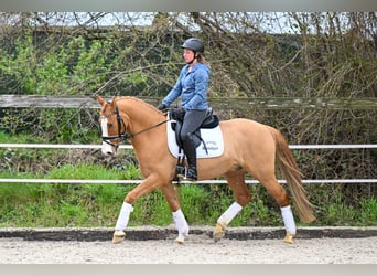 Pony tedesco, Castrone, 8 Anni, 148 cm, Sauro