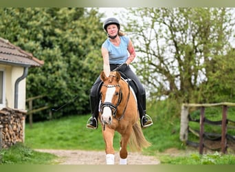 Pony tedesco, Castrone, 8 Anni, 148 cm, Sauro
