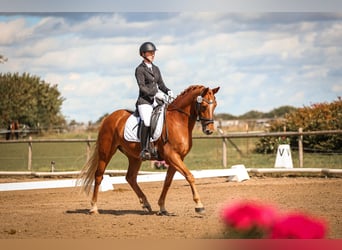 Pony tedesco, Castrone, 8 Anni, 148 cm, Sauro