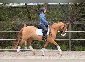 Pony tedesco, Castrone, 8 Anni, 148 cm, Sauro