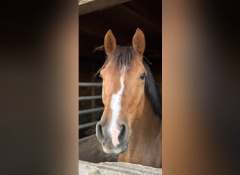 Pony tedesco, Castrone, 8 Anni, 148 cm, Sauro scuro