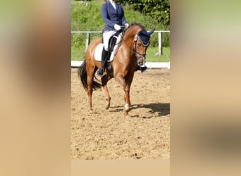 Pony tedesco, Castrone, 8 Anni, 148 cm, Sauro scuro