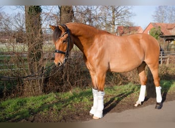 Pony tedesco, Castrone, 8 Anni, 153 cm, Baio