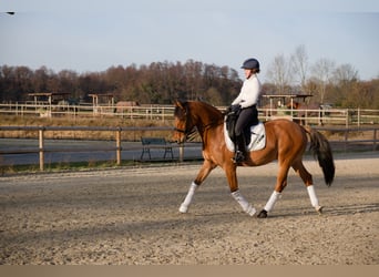 Pony tedesco, Castrone, 8 Anni, 153 cm