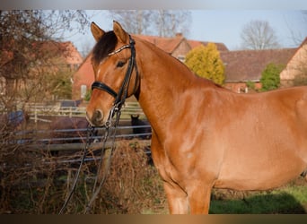 Pony tedesco, Castrone, 8 Anni, 153 cm
