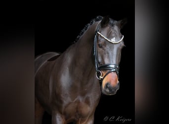 Pony tedesco, Castrone, 8 Anni, 156 cm, Baio scuro