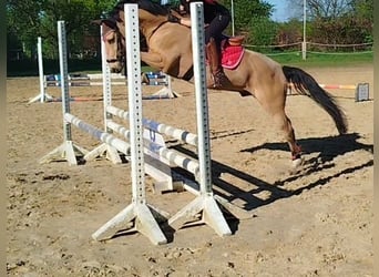 Pony tedesco, Castrone, 8 Anni, Pelle di daino