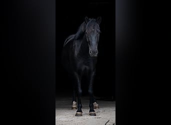 Pony tedesco, Castrone, 9 Anni, 122 cm, Morello