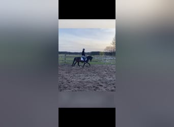 Pony tedesco, Castrone, 9 Anni, 135 cm, Baio scuro