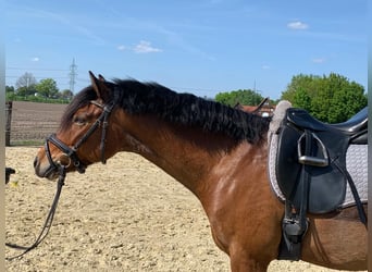 Pony tedesco, Castrone, 9 Anni, 145 cm, Baio