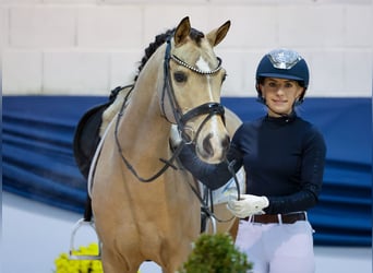 Pony tedesco, Castrone, 9 Anni, 145 cm, Falbo