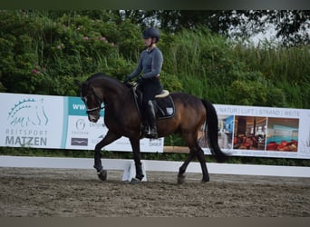 Pony tedesco, Castrone, 9 Anni, 146 cm, Baio