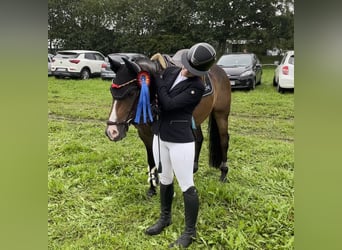 Pony tedesco, Castrone, 9 Anni, 146 cm, Baio