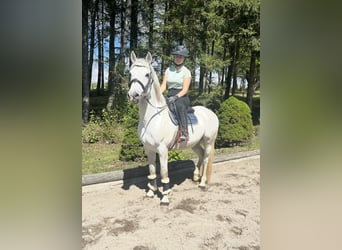 Pony tedesco, Castrone, 9 Anni, 146 cm, Grigio