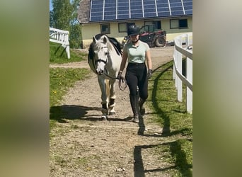 Pony tedesco, Castrone, 9 Anni, 146 cm, Grigio