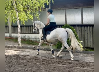 Pony tedesco, Castrone, 9 Anni, 146 cm, Grigio