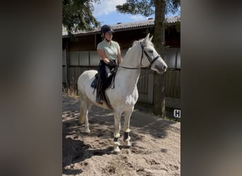 Pony tedesco, Castrone, 9 Anni, 146 cm, Grigio