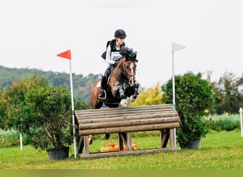 Pony tedesco, Castrone, 9 Anni, 147 cm, Baio scuro