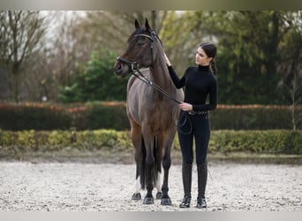 Pony tedesco, Castrone, 9 Anni, 147 cm, Baio scuro