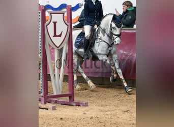 Pony tedesco, Castrone, 9 Anni, 147 cm, Grigio