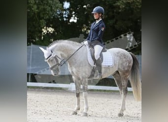 Pony tedesco, Castrone, 9 Anni, 147 cm, Grigio