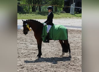 Pony tedesco, Castrone, 9 Anni, 148 cm, Baio