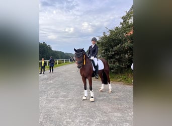 Pony tedesco, Castrone, 9 Anni, 148 cm, Baio