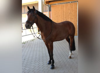 Pony tedesco, Castrone, 9 Anni, 148 cm, Baio