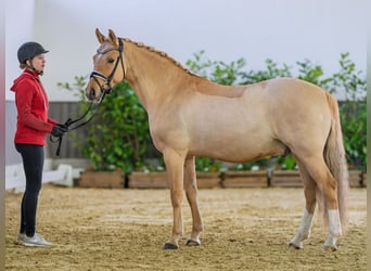 Pony tedesco, Castrone, 9 Anni, 148 cm, Falbo