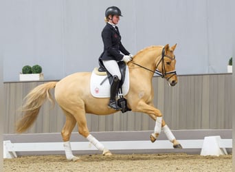 Pony tedesco, Castrone, 9 Anni, 148 cm, Falbo