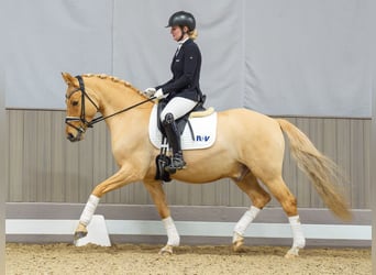 Pony tedesco, Castrone, 9 Anni, 148 cm, Falbo