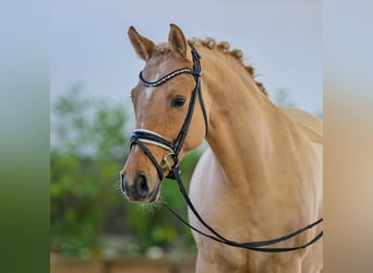 Pony tedesco, Castrone, 9 Anni, 148 cm, Falbo