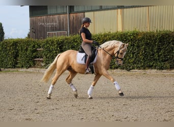Pony tedesco, Castrone, 9 Anni, 148 cm, Palomino