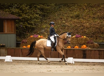 Pony tedesco, Castrone, 9 Anni, 148 cm, Pelle di daino