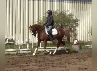 Pony tedesco, Castrone, 9 Anni, 148 cm, Sauro
