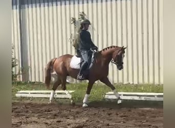 Pony tedesco, Castrone, 9 Anni, 148 cm, Sauro