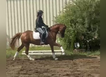 Pony tedesco, Castrone, 9 Anni, 148 cm, Sauro