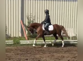 Pony tedesco, Castrone, 9 Anni, 148 cm, Sauro