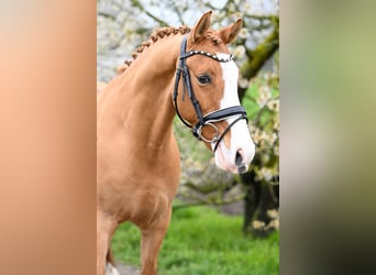 Pony tedesco, Castrone, 9 Anni, 148 cm, Sauro