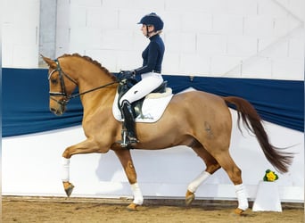 Pony tedesco, Castrone, 9 Anni, 149 cm, Sauro