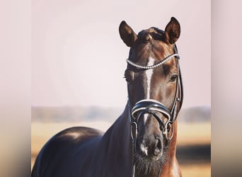 Pony tedesco, Castrone, 9 Anni, 149 cm, Sauro scuro