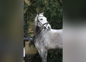 Pony tedesco, Castrone, 9 Anni, 150 cm, Grigio pezzato