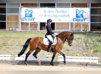 Pony tedesco, Castrone, 9 Anni, 153 cm, Baio