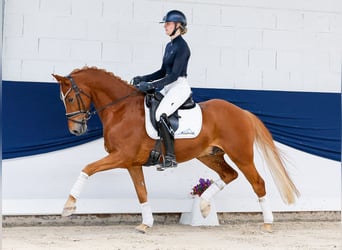 Pony tedesco, Castrone, 9 Anni, 153 cm, Sauro