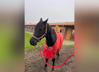 Pony tedesco, Castrone, 9 Anni, 154 cm, Morello